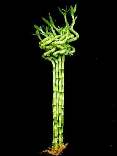 Lucky Dancing Spiral Bamboo Sticks - Pots And Plant