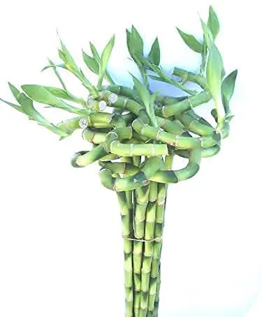 Lucky Dancing Spiral Bamboo Sticks - Pots And Plant