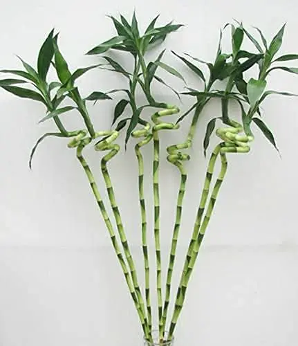 plant holders indoor Shop Handcrafted Large Modern Wood Plant Stand main image 1