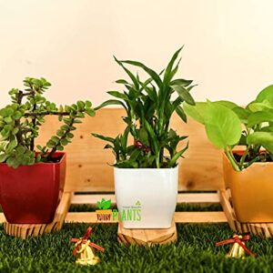 POTS and Plants Plastic Flower Pots, Multicolour, 9.5 Inches, Pack of 3 (DSC_0812)