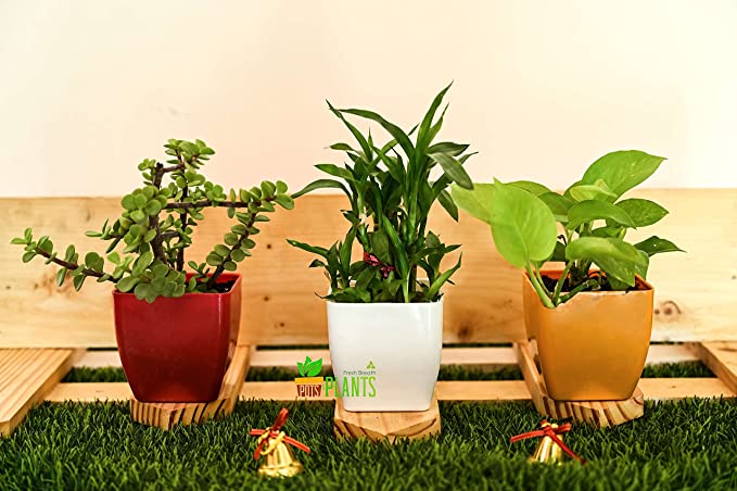 POTS and Plants Plastic Flower Pots, Multicolour, 9.5 Inches, Pack of 3 (DSC_0812)