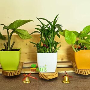 POTS and Plants Plastic Flower Pots, Multicolour, 9.5 Inches, Pack of 3 (DSC_0808)