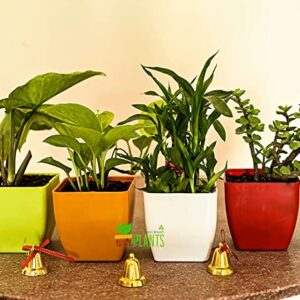 POTS and Plants Plastic Flower Pots, Multicolour, 9.5 Inches, Pack of 4 (DSC_0806)