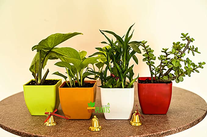 POTS and Plants Plastic Flower Pots, Multicolour, 9.5 Inches, Pack of 4 (DSC_0806)